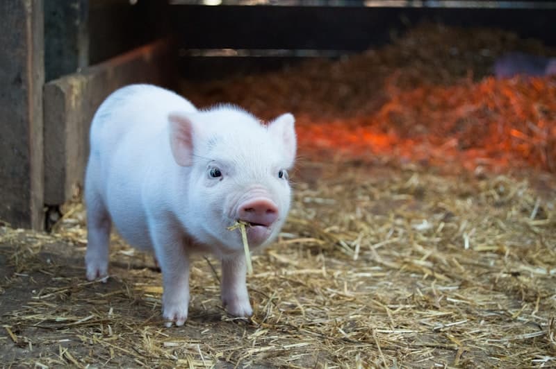 Piggery